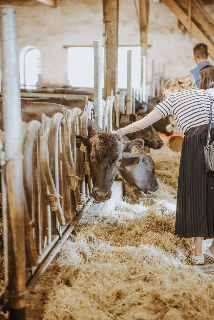 Wagyu-Rind im Stall vor der Verkostung am Hof im Sauerland
